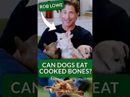 Are Cooked Bones Safe for Dogs? Can Rob Lowe Answer This Trivia Question Right?