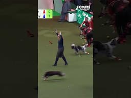 Flyball Chaos At Crufts