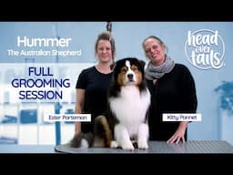 Ester & Hummer’s Full Australian Shepherd Grooming Session |  Head Over Tails