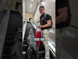 How To Take Your Dog Up Escalators