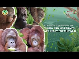 MEET THE CANDIDATES FOR OUR 45TH ORANGUTAN RELEASE FROM NYARU MENTENG