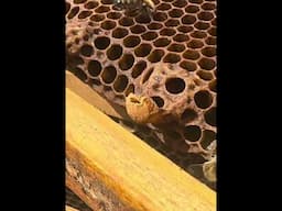 One week after I found the cell, the queen had emerged. #beekeeping #australia #beehive #bees #bee