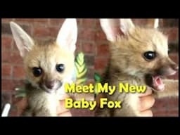 Are Cape Foxes Good Pets? I'm Going to Find Out...