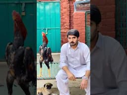 Dr Faizan Wahla #youtubeshorts #shorts #viralvideo