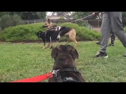 When the German Shepherd Returned... Staffordshire Bull Terrier Daily Dose #9