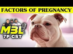 Everything That Goes Into A Breeding‼️ American Bully