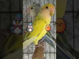 Let lovebirds choose their own partner - Cockatiel and budgies