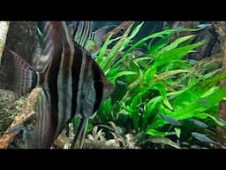 700 gallon fish tank live - the king of diy
