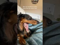 Life of a Dachshund Parent #dachshund #wienerdog #dappledachshund #doglife