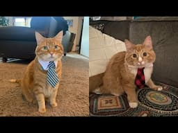 Cats: Full-Time Comedians 😂 Funny Cats Videos 2025 🐱