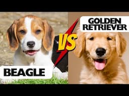 Beagle And Golden Retriever Are Same #dogs