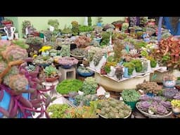 Tudo feito a MÃO. Meu jardim com "reciclagens" e um toque de CAPRICHO