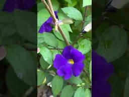 Low maintenance flowering plant Kings Mantle #backyardgardening #summerfloweringplant #gardening