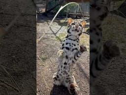 Rescued Asian Leopard Cat Play Time! ❤️🙌 || The Wildcat Sanctuary