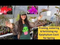 Pruning, Watering & Fertilizing My Epiphyllum Cactus Plants for Spring #cacti #cactus