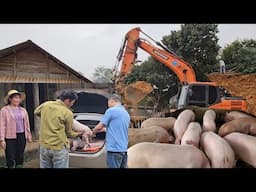 Pig farming is profitable. Continue to expand the farm and buy pigs to raise. ( 349 )