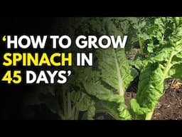 How to grow spinach from seeds to harvesting in 45 days