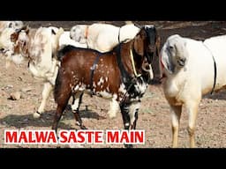 Malwa Saste Main At Aman Goat’s
