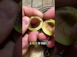 Art Born from a Seed