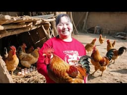 【陕北霞姐】霞姐土砂锅炖鸡！鸡肉嫩滑爆汁，荞麦面皮吸满汤汁，香迷糊了！