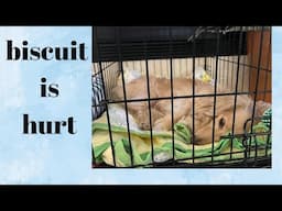 Biscuit's Freaky Accident...and More !