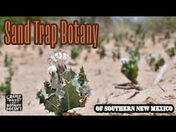 Sand Trap Botany of Southern New Mexico