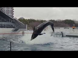 Dolphin Front Flip Training Session - Kyoto Aquarium - March 11, 2025