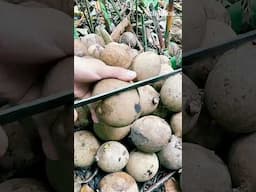 What a Fruit? #food #fyp #foryou #shorts #tiktok #viralvideo #satkahon