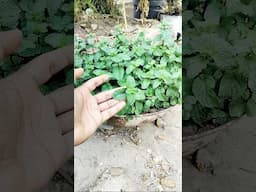 how to grow mint at home #mint #mint-margarita