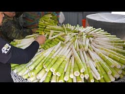 How to Process Fresh Bamboo Shoots, Bamboo Tube BBQ! / 桂竹筍採收與加工過程, 傳統竹筒飯製作 - Taiwanese Food
