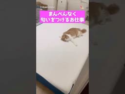 匂いをつけるお仕事
