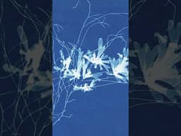 We’re taking an art break with Anna Atkins, the first person to ever publish a book with photos 🖼️