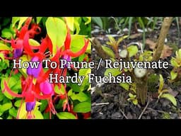 How To Prune Hardy Fuchsia, How To Rejuvenate Hardy Fuchsia