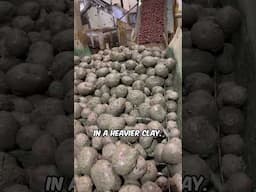 Why Red Potatoes Look Good #potato