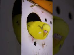 How to Make a Budgie Happy in 5 Seconds