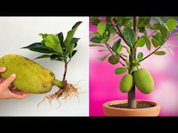 Growing Jackfruit From jackfruit: A Beginner's Guide