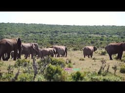 Africa Dreaming   _(1080p)