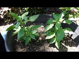 2025 Super Hot Grow Series Ep05 - We Have Pods!