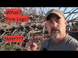 Why Messing with Pine Logs?  Its not Fine #firewood