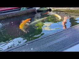 Koi Carp and Garden