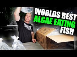 I BOUGHT THE WORLDS BEST ALGAE EATING FISH for my monster planted aquarium!! The king of DIY