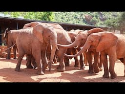Sileita, Mushuru, and Sholumai Graduate to Voi | Sheldrick Wildlife Trust