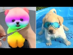 Funniest Animals 2025 😂 Best Funny Cats and Dogs 😻🐶 Part 3 | Cute Baby Dogs