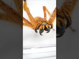 Spiders are the perfect drug for what ails you, if what ails you is not having an awesome pet spider