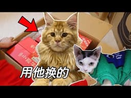 用撿來的緬因貓換了20斤土特產，賺翻了｜李喜猫