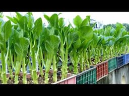 Super Fast Vegetable Growing Tips for Lazy People, No Effort, No Garden Needed!
