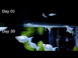 Growing Molly Fish Fry In 30 Days