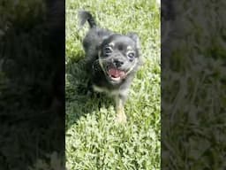 Elmer Flies to Sacramento and Meets his New Family #puppy #chihuahuafanclub #sweetiepiepets