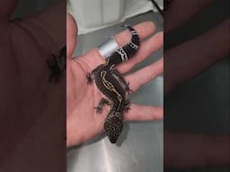 Leopard Geckos! 🦎🥳💚