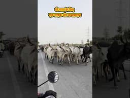 Gau Mata K liye Ek pyari si VideO...#gaumata #animalfarming #deshrangeela